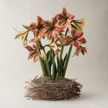 Amaryllis, Twig Basket