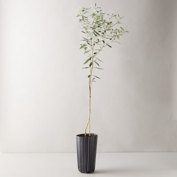 Arbequina Olive Tree