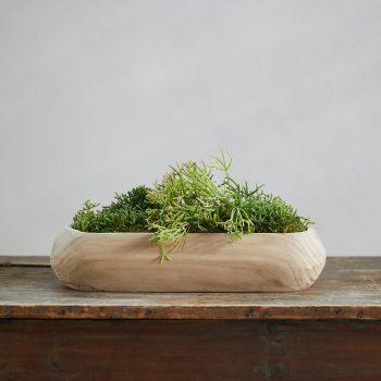 Rhipsalis Garden, Wood Trough